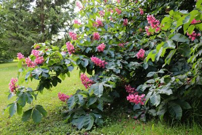 Aesculus x carnea 'Briotii' - jírovec pleťový - květoucí větve (38)